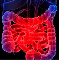 Illustration d'un intestin